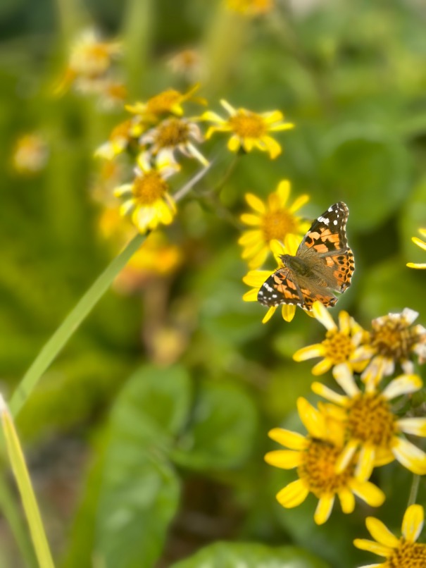 Butterfly