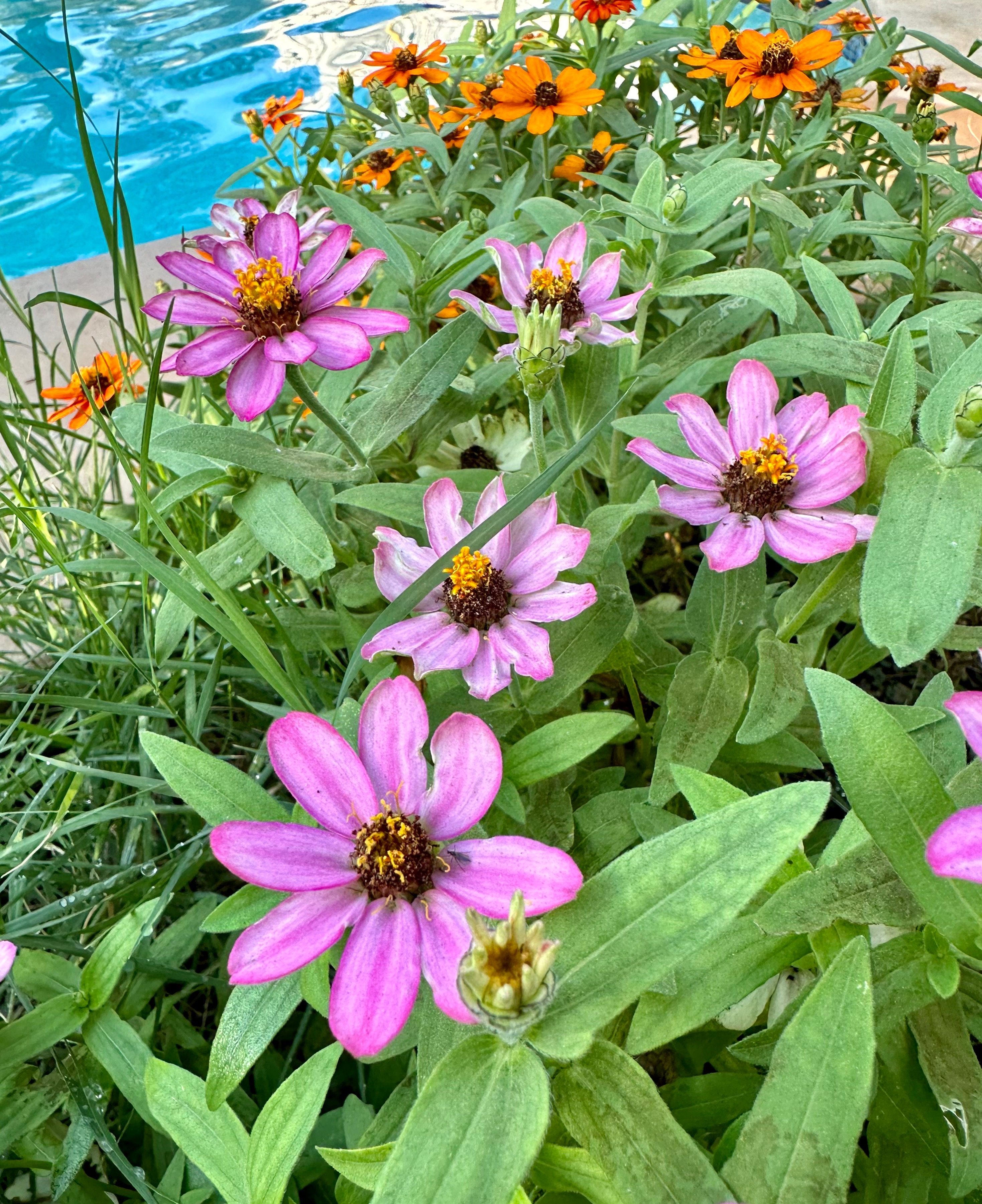 Flowers Pool