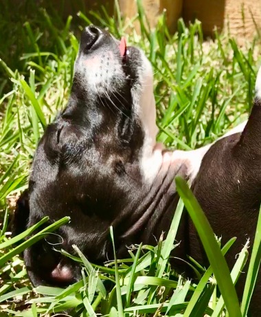Grassy Bliss