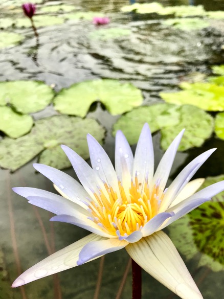 Lily pad White