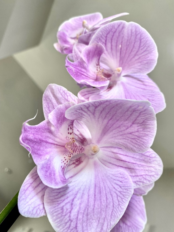 Orchid