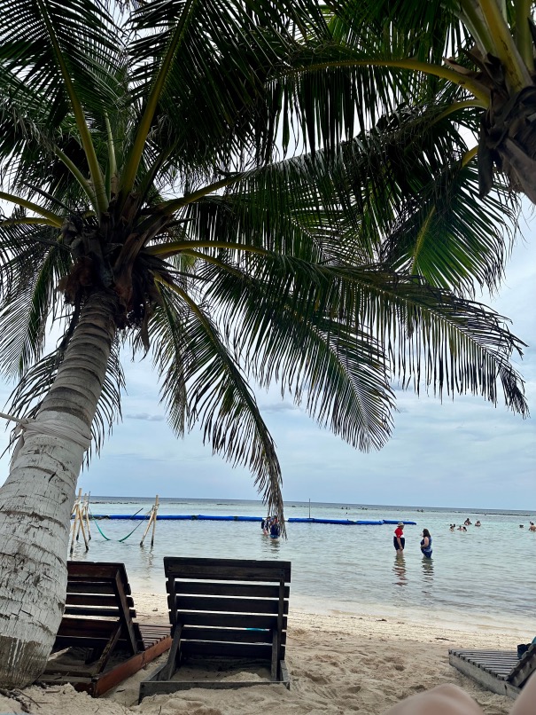 Palm Chairs