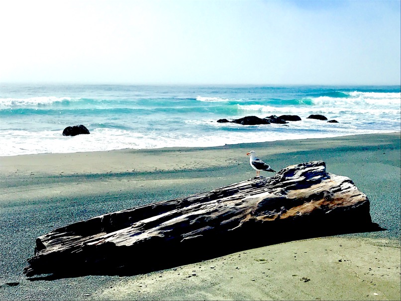 Seagull