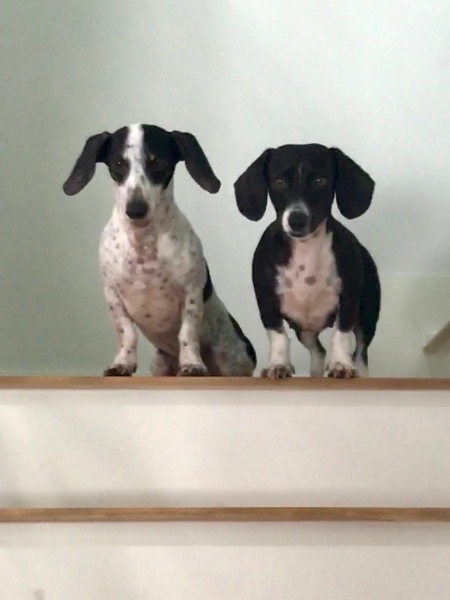Siblings